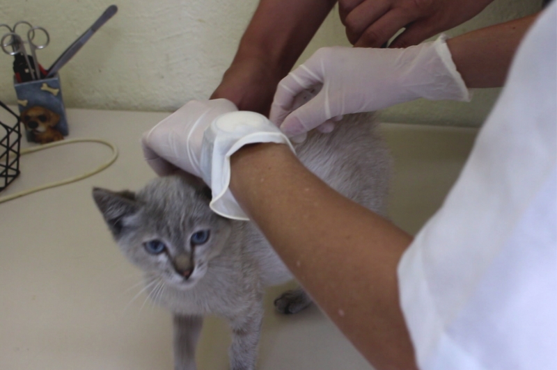  Departamento Animal realiza Campanha de Vacinação para cães e gatos 