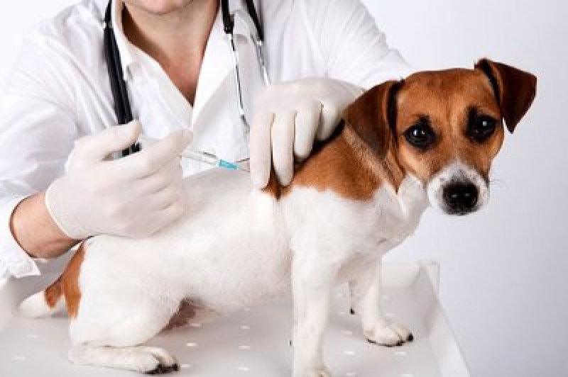 Departamento Animal realiza Campanha de Vacinação em Porto das Balsas  