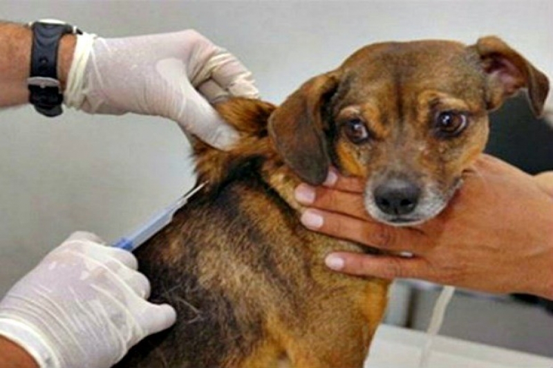 Campanha de Vacinação Animal acontece em Porto das Balsas nessa sexta-feira (28)