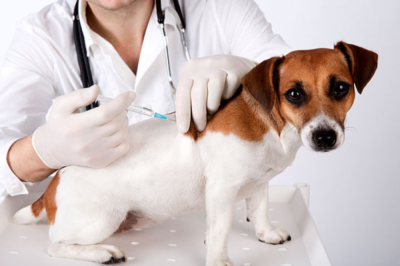 Campanha de Vacinação Animal chega a Nossa Senhora das Graças