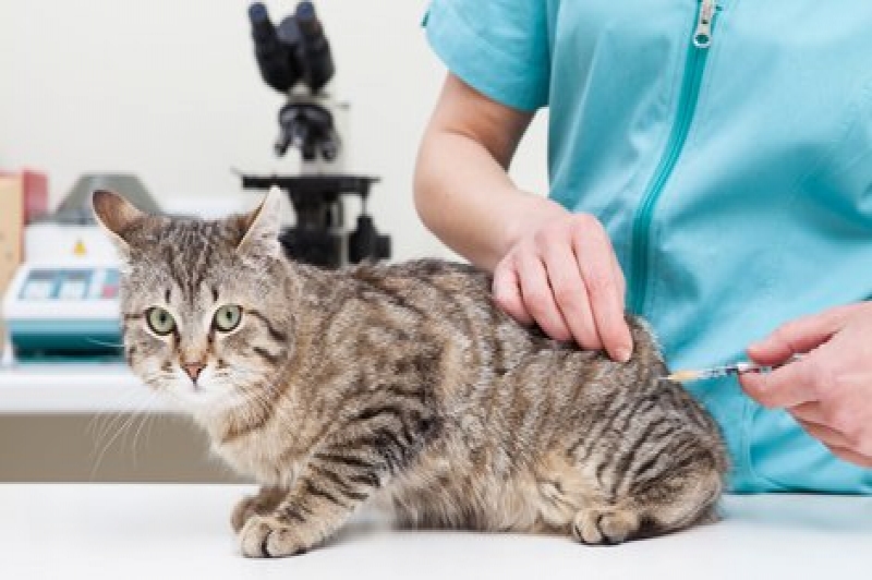 Vacinação para gatos acontece nessa sexta-feira (01)