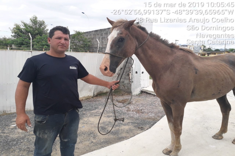 Prefeitura recolhe cavalo solto próximo à Via Portuária