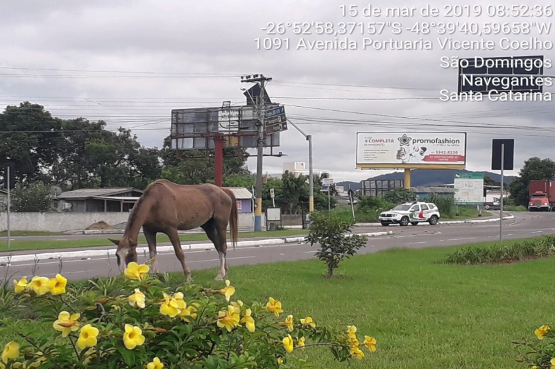 Prefeitura recolhe cavalo solto próximo à Via Portuária