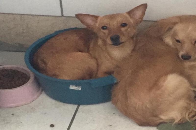 DABA resgata 13 cães após denúncia de maus tratos