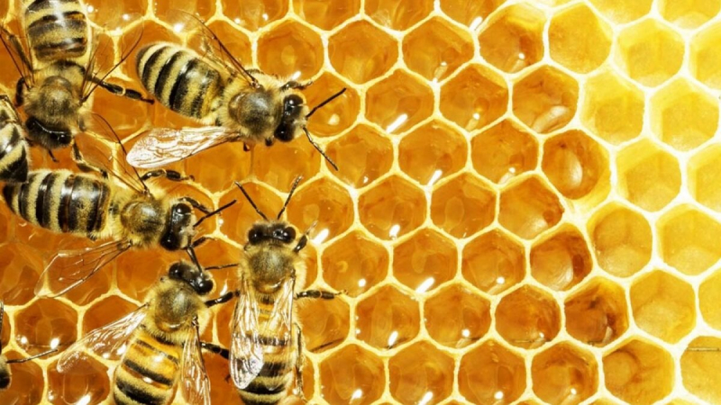 Secretaria de Agricultura incentiva apicultores na produção do mel