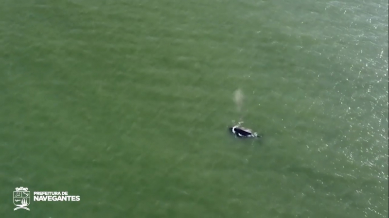 Baleias são flagradas em Navegantes