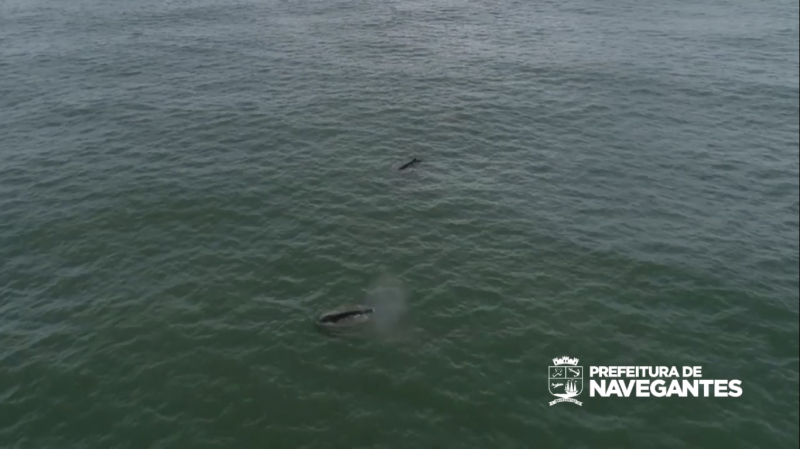 Baleias Jubarte visitam a praia de Navegantes