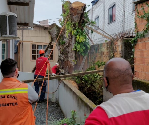 Defesa Civil, Prefeitura e Bombeiros Militares realizam remoção de árvore caída em Machados