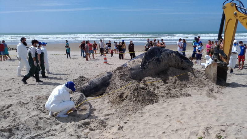 Prefeitura presta auxílio no atendimento à baleia morta na Praia do Gravatá
