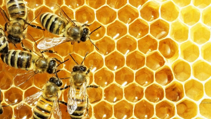 IAN realiza mais uma ação sustentável na remoção das abelhas