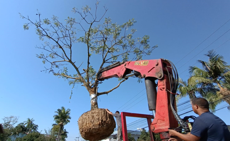 Novas árvores adultas são plantadas na Praça dos Emancipadores em Navegantes