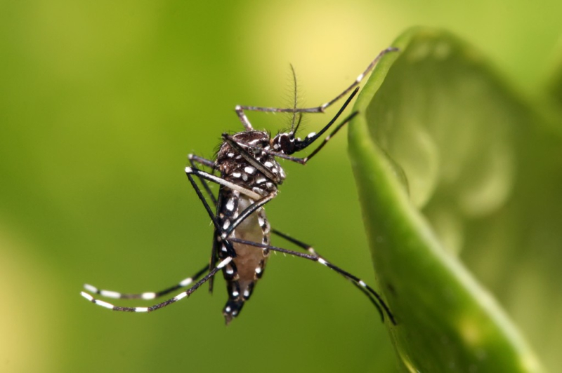Prefeitura realiza mutirão contra a dengue neste sábado (17)