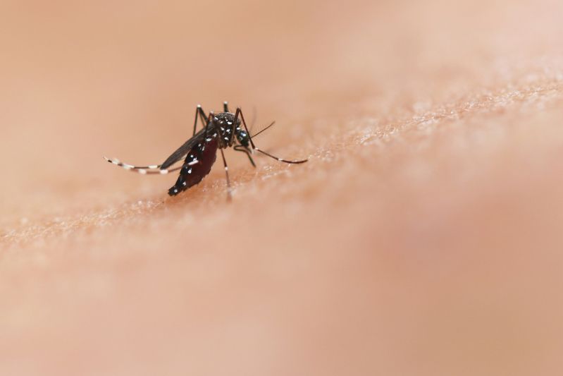 Navegantes registra primeiro óbito por dengue em 2024