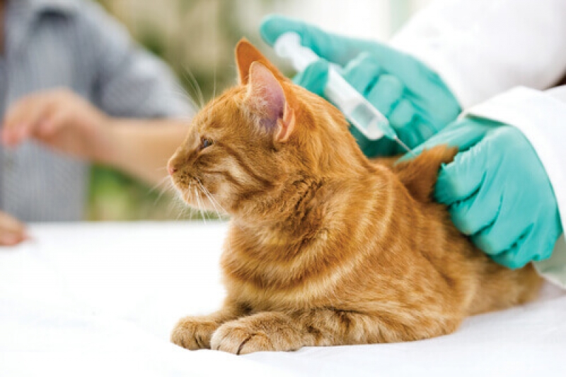 Departamento do Bem Estar Animal de Navegantes inicia campanha de vacinação para gatos